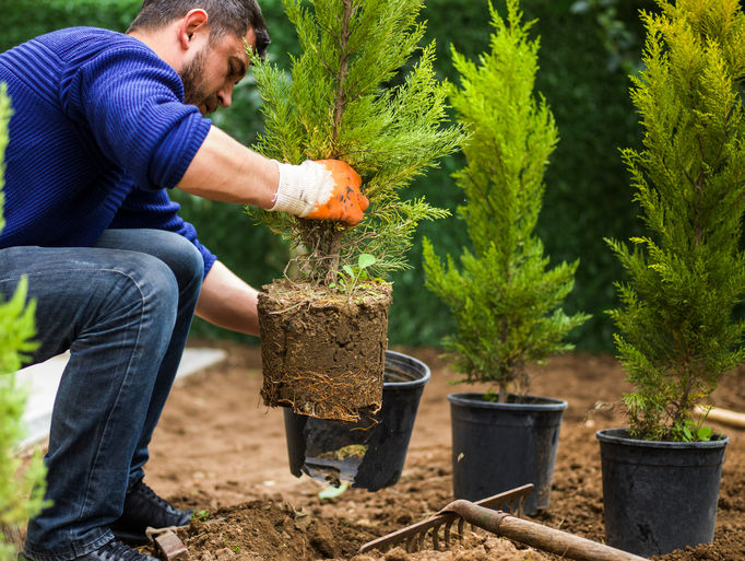 Planting Services by Borjak Tree Experts, LLC
