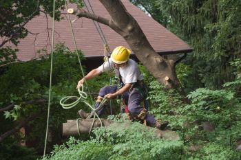 Tree Removal in Tomball, Texas by Borjak Tree Experts, LLC