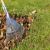 Spring Fall Cleanup by Borjak Tree Experts, LLC