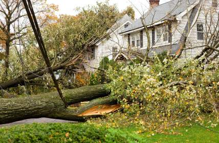 Emergency tree removal by Borjak Tree Experts, LLC