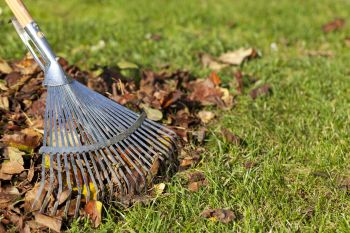 Garden rake gathering fallen autumn leaves on grass in a yard