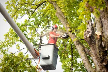 Tree pruning and trimming in Spring, Texas by Borjak Tree Experts, LLC