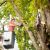 Spring Pruning & Trimming by Borjak Tree Experts, LLC
