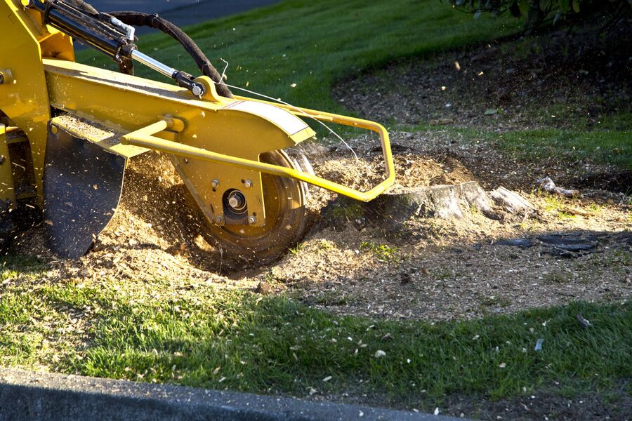 Stump Grinding & Stump Removal by Borjak Tree Experts, LLC