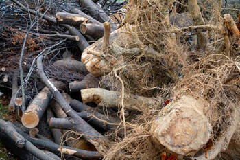 Tree Debris Removal in Spring, Texas by Borjak Tree Experts, LLC