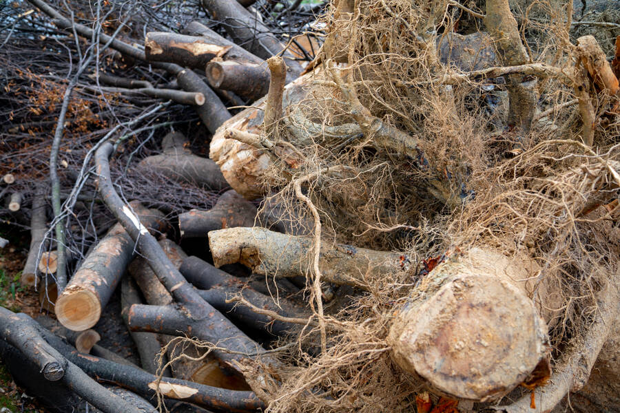 Tree Debris Removal by Borjak Tree Experts, LLC
