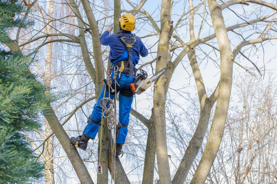 Tree Removal by Borjak Tree Experts, LLC