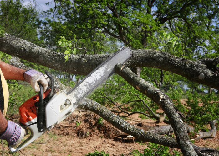 Tree services by Borjak Tree Experts, LLC