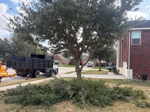 Tree Services in Cypress, TX (1)