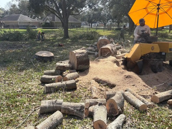 Tree Removal in Spring, TX (1)