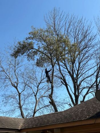Arborist climbing a tall tree near a house roof for tree trimming services